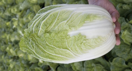 Picture for category Chinese Cabbage